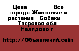 French Bulldog Male › Цена ­ 150 000 - Все города Животные и растения » Собаки   . Тверская обл.,Нелидово г.